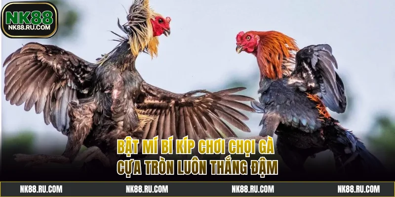 Bật mí bí kíp chơi chọi gà cựa tròn luôn thắng đậm
