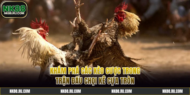 Các kèo cược trong trận đấu chọi kê cựa tròn