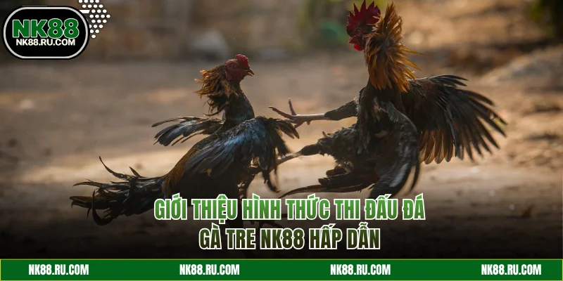 Giới thiệu hình thức đá gà Tre NK88