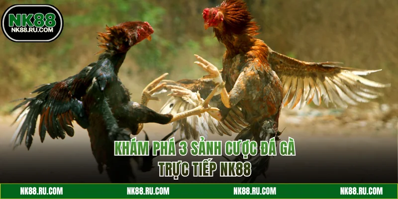 Khám phá 3 sảnh cược trực tiếp đá gà NK88