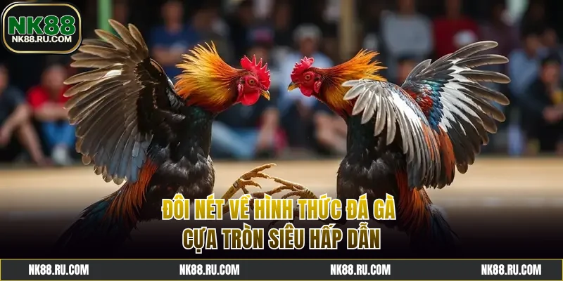 Tìm hiểu hình thức đá gà cựa tròn kịch tính